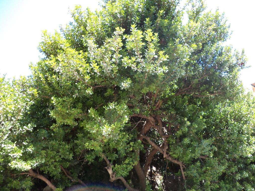To Kamari Daire Paralia Agias Foteinis Dış mekan fotoğraf
